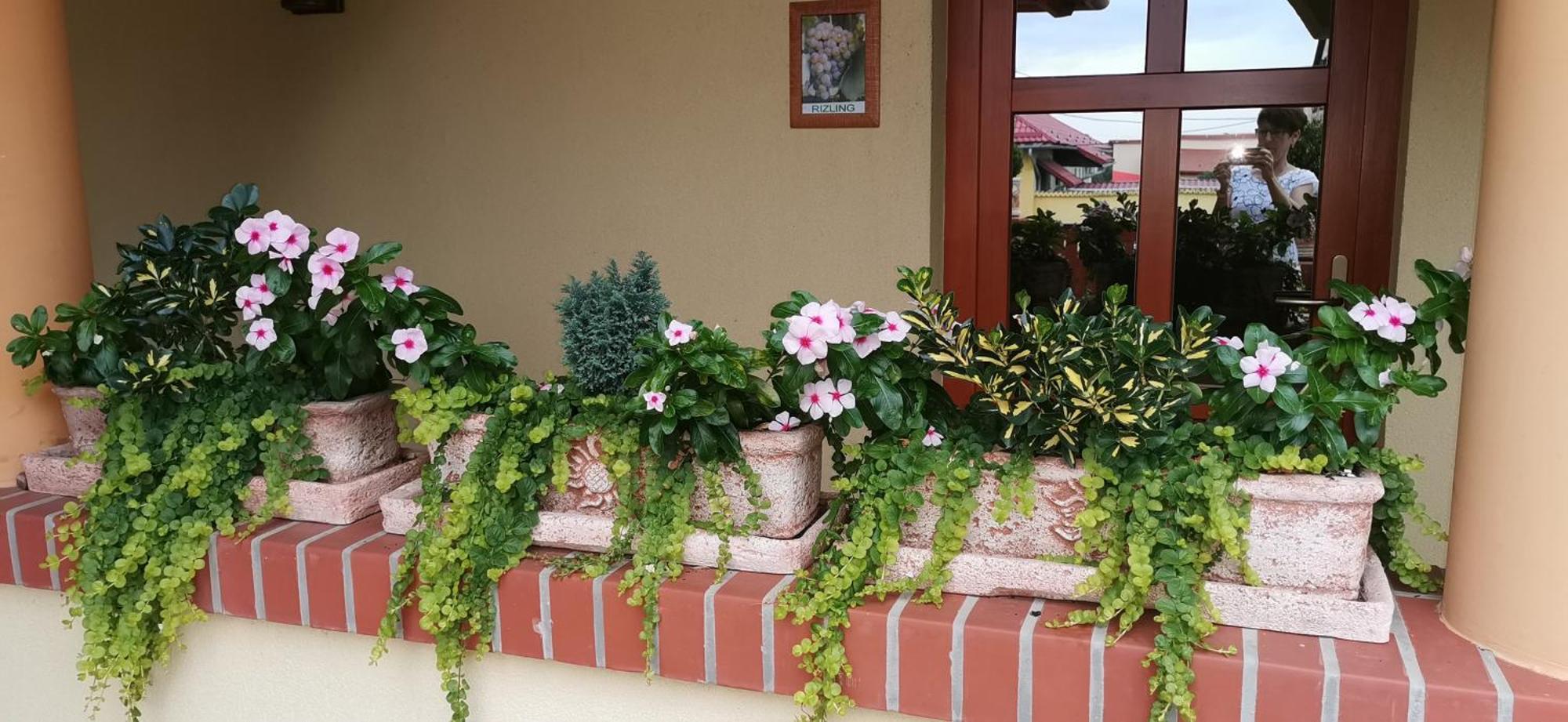 Vitis Vendégház Becsehely Exterior foto